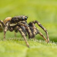 Jumping Spider 1 